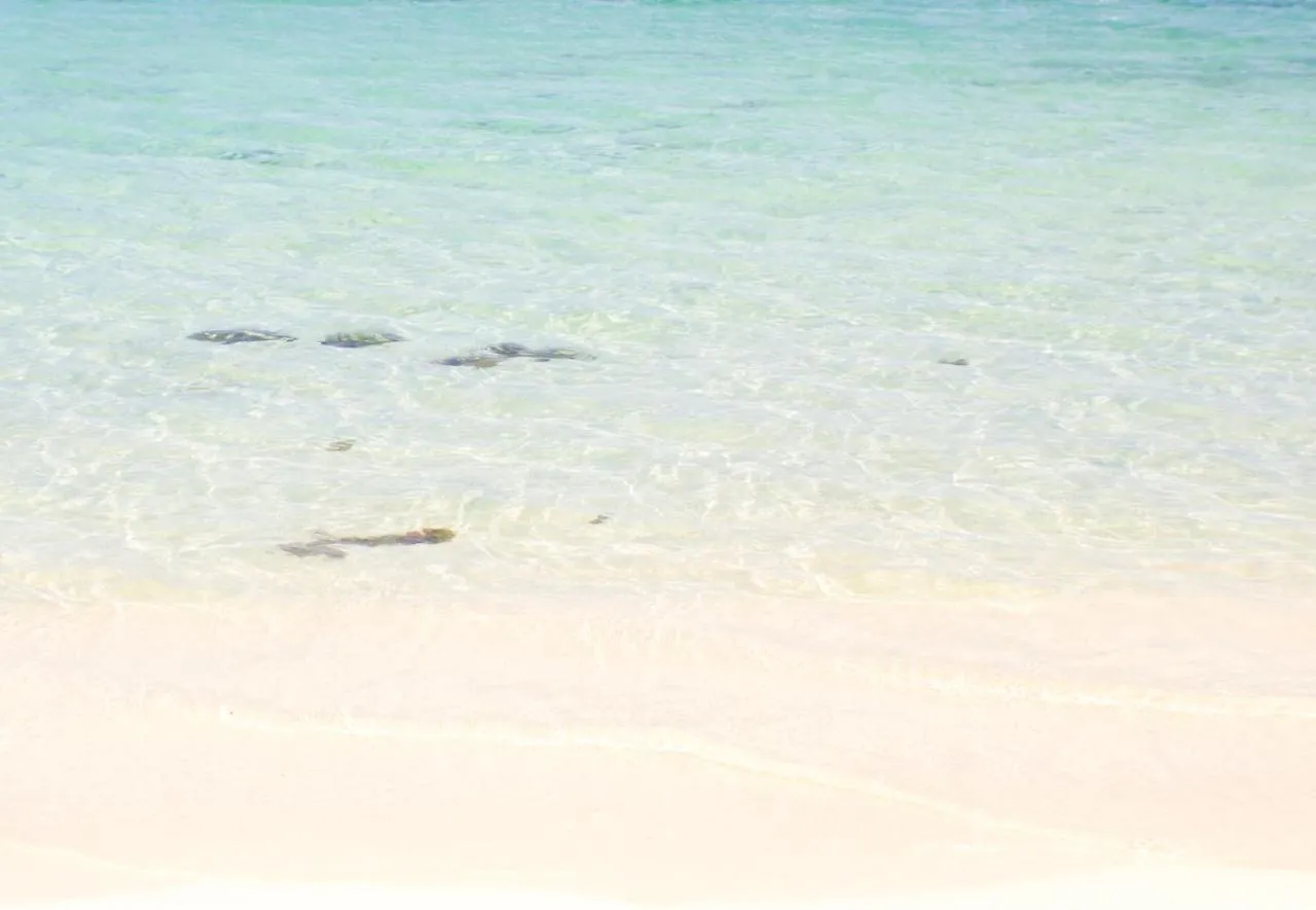 Oasis At Sandcastles Adults Only Luxury King Suite Aparthotel Ocho Rios
